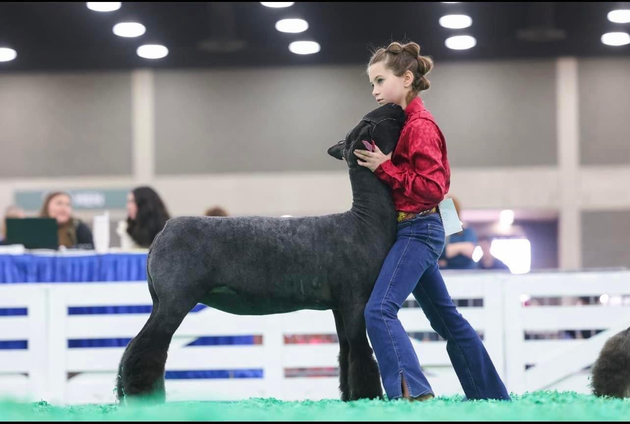 Delaney Henry with one of her animals in the show ring.